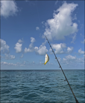На одном змее можно держать несколько лесок, создавая эффект стаи рыб, что привлекает крупных хищников.
Леска с приманкой проходит через клипсу на воздушном змее.
Когда рыба атакует приманку, клипса освобождает леску, и рыболов может начать вываживание.