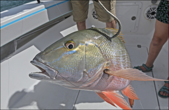 Длина тела Светлого луциана в среднем 50–70 см, но может вырастать до 90 см и весить более 10 кг.