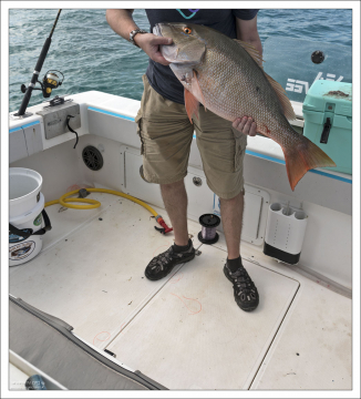 У Светлого луциана острые зубы и сильное тело, поэтому он считается хорошим трофеем для рыбаков.