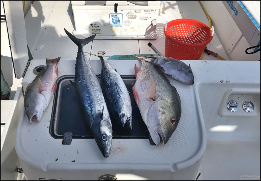 Морской улов за 4 часа: две испанских пятнистых макрели, два светлых луциана и один спинорог.