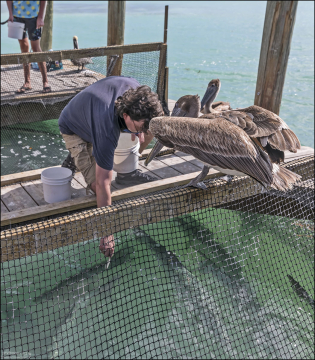 Пеликаны активно конкурируют с тарпонами за рыбу.