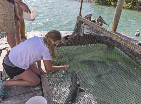 С пирса можно кормить огромных тарпонов (рыбы семейства сельдевых до 2 метров длиной!).