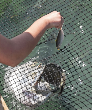 Пасть тарпона.
Они подпрыгивают из воды, хватая рыбу прямо из рук, что делает процесс захватывающим и немного экстремальным.