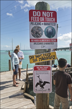 Предупреждающие знаки на пирсе в Robbie’s of Islamorada.