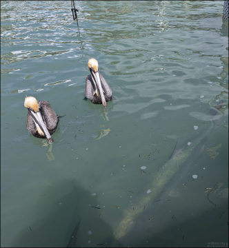 Два пеликана с золотыми чубчиками и огромный тарпон под водой.
