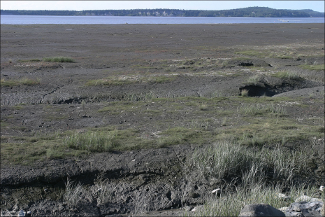 Берег залива Кука.