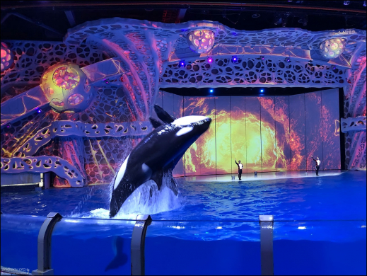 Выступление косаток. С 1 сентября 2024 года в «Москвариуме» нет косаток. Госдума приняла закон, который запрещает вылов дельфинов, белух, косаток и других морских млекопитающих для учебных и культурно-просветительских целей.