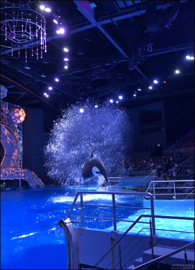 Косатки могут выпрыгивать из воды на высоту 3–4 метра.