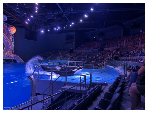 Вес самца косатки может достигать 8 тонн, а самки — 6–7 тонн.