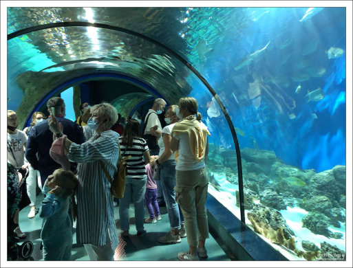 Подводный туннель в океанариуме.