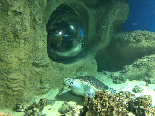 Морская черепаха в Московском океанариуме.