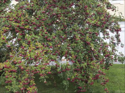 Богатое дерево рябины обыкновенной.