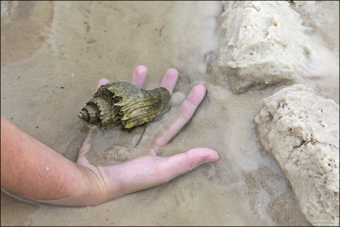 King’s Crown Conch (латинское название Melongena corona) — эффектная “колючая” ракушка, похожая на мини-корону. Встречается вдоль побережья Флориды, Техаса, Карибских островов.
Хищник. Питается двустворчатыми моллюсками и другими брюхоногими.