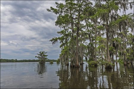 Lake Martin - затопленный кипарисовый лес.