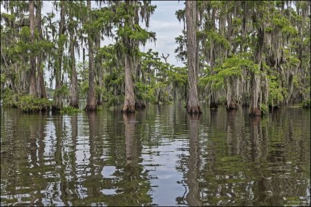 Болотные кипарисы (Bald cypress, лат. Taxodium distichum) особенно широко распространены в заболоченной местности американского штата Луизиана.