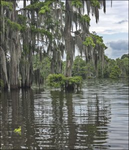 Крону таксодиумов (болотных кипарисов) часто увивает своими прядями так называемый испанский мох.
