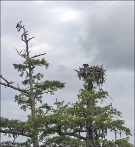 Семейство скоп (Водяных ястребов, лат. Pandion haliaetus) построило большое гнездо на вершине кипариса. Самка с детенышами в гнезде, самец охраняет рядом, с высоты другого дерева.