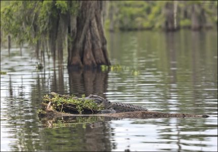 В озере Lake Martin насчитывается примерно 1200 американских аллигаторов.