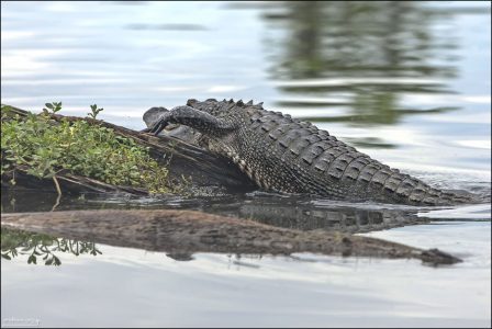 Аллигатору категорически не понравилась наша лодка.