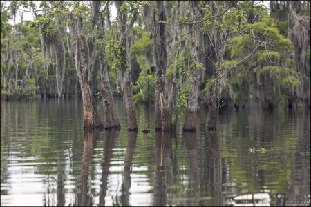 Water tupelo trees (Водяной тупело или тупело болотный, лат. Nyssa aquatica) — это деревья, которые растут в глубоких болотах и затопленных лесах южных штатов США, особенно в Луизиане, Миссисипи, Алабаме и Джорджии. Они — близкие "соседи" болотного кипариса и часто встречаются вместе, например, на озере Lake Martin.