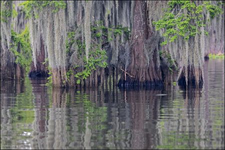 Кипарисы с мхом Spanish moss — классический вид для южных штатов США.