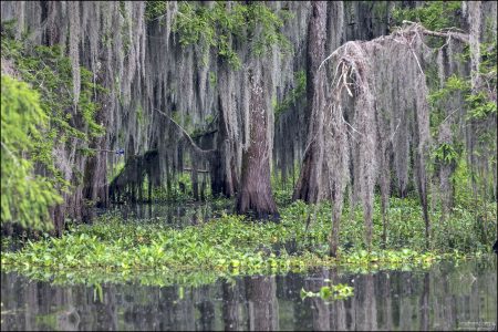Болотные кипарисы стабилизируют почву и предотвращают эрозию берегов.