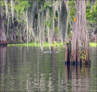 Spanish moss (лат. Tillandsia usneoides) — это эпифит, то есть растение, которое живет на других растениях, но не паразитирует. Свисает с ветвей кипарисов, дубов и тупело как серебристо-серая "борода", иногда длиной до нескольких метров.
Не вредит дереву, на котором растёт.
Участвует в экосистеме: внутри Испанского мха живут мелкие птицы, лягушки, пауки и даже змеи.