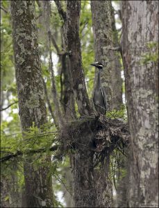 Желтоголовая кваква (Nyctanassa violacea) в гнезде.