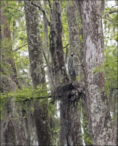 Озеро Мартин известно как одно из ключевых мест гнездования Желтоголовой кваквы (Yellow-crowned Night Heron) в Луизиане.