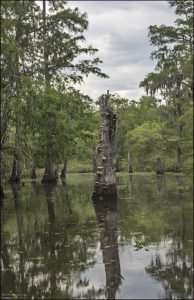 Грибообразные наросты на стволах деревьев — это трутовики, или по-английски bracket fungi / shelf fungi. Их часто можно увидеть на кипарисах, тупело и других деревьях в болотистой местности.