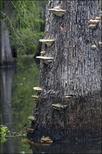 Трутовики — грибы-сапрофиты, которые разлагают мёртвую древесину, помогая природе перерабатывать органику. Их появление — признак старения или умирания дерева.
В культуре креолов и каджунов грибы на мёртвых деревьях иногда ассоциировались с “призрачными метками” — мол, если дерево с грибами, значит "там уже живёт кто-то из духов болот".