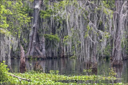 У болотного кипариса есть удивительная особенность — "дыхательные колени", или кипарисовые пневматофоры.
Это маленькие вертикальные отростки, похожие на коряги, которые торчат из воды рядом с деревом.
Они помогают дереву дышать в условиях нехватки кислорода в заболоченной почве.