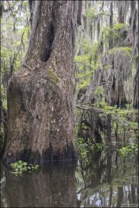 "Дерево-попа" (Butt Tree) на озере Мартин. У кипарисов, растущих в воде, ствол утолщается книзу — это помогает им быть устойчивыми в заболоченной почве.
Такое основание может напоминать бёдра или ягодицы, особенно если дерево изогнуто или имеет "две ноги" в корнях.