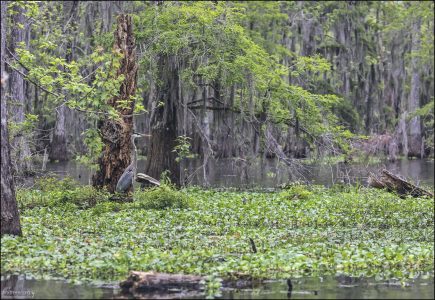 Большая голубая цапля (Great Blue Heron, лат. Ardea herodias) — один из самых эффектных и узнаваемых обитателей озера Lake Martin и болот Луизианы. Эти величественные птицы — настоящие символы американских водоёмов.
Охотятся в одиночку, стоя неподвижно в мелкой воде, пока не появится добыча — рыба, лягушка или змея.
Могут стоять неподвижно до 10–15 минут, поэтому являются прекрасными моделями для фотографов.