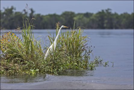 Большая белая цапля (Great Egret, лат. Ardea alba) — ещё одна эффектная птица озера Lake Martin и болот Луизианы. Она чуть меньше большой голубой цапли, около 90–100 см в высоту. Очень заметна на фоне зелёной растительности благодаря яркой белизне.