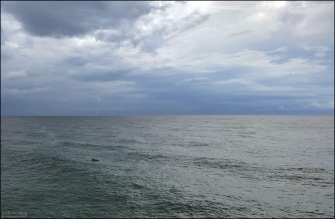 Парочка дельфинов, которых видно прямо с берега в Panama City beach, Флорида.