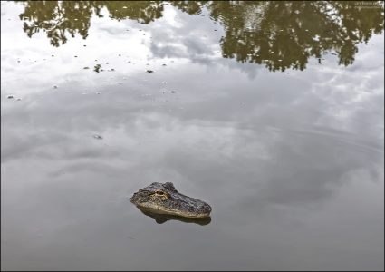 В Луизиане аллигаторы водятся в каждой луже :)