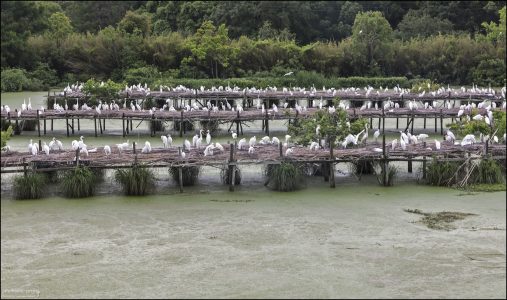 Bird City (Птичий город) в Jungle Gardens на острове Эйвери — это уникальное место гнездования птиц, созданное в конце XIX века.