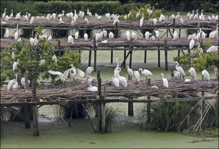 Эдвард Эйвери, сын изобретателя Tabasco, основал Bird City около 1895 года, когда массовая охота за белыми цаплями (ради перьев) почти полностью уничтожила популяцию snowy egrets.