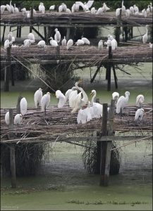 К 1911 году тут уже гнездилось около 100 000 птиц.
Президент Теодор Рузвельт назвал Bird City «самым впечатляющим заповедником в стране».