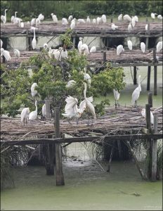 В январе сотрудники Jungle Gardens устанавливают искусственные высокие платформы, покрывая их сухими бамбуковыми стеблями — птицы начинают селиться уже с конца января, на 4–5 недель раньше по сравнению с естественными колониями.