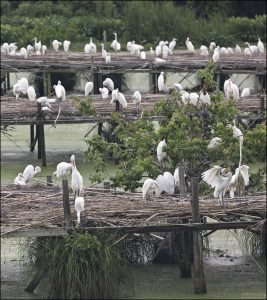 Гнездовой сезон длится с февраля до июня. К июлю птенцы уже улетают, и платформы остаются пустыми до следующего года.
На платформах можно увидеть несколько видов болотных птиц:
Snowy Egret (снежная цапля, она же - белая американская цапля) – главный символ, с черными ногами и жёлтыми лапками
Great Egret (большая белая цапля) – крупная и величественная.
Cattle Egret (пастушья цапля) – мельче, часто в стороне от основных платформ.
Другие цапли представлены в меньших количествах: зеленые, голубые и ночные, а также ибисы, колпицы, и т.д.
