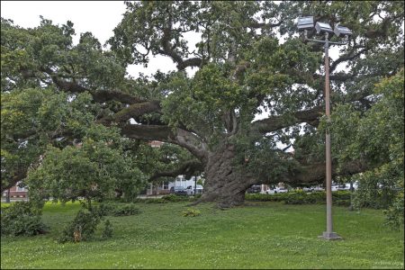На территории Кафедрального собора Святого Иоанна Богослова находится Дуб Святого Иоанна, которому более 275 лет. Это один из старейших дубов в Луизиане, протяженность ветвей - около 65 метров.