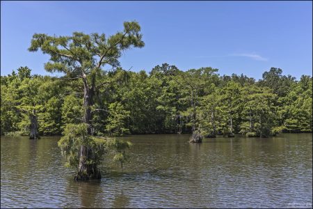 В озере Чикот водится огромное количество рыбы, особенно окуней.