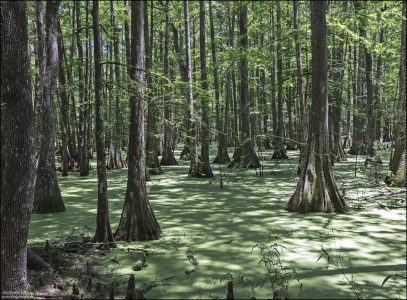 Болотистая часть парка Chicot State Park.