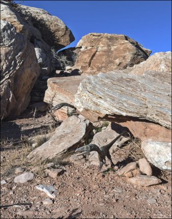 Ящеры Гралляторы. Название «Grallator» переводится как «длинноногий», хотя фактическая длина и форма ног обычно неизвестны. Термин «Grallae» – это древнее название группы длинноногих болотных птиц, таких как аисты и цапли. В 1858 году их первооткрыватель, Эдвард Хичкок, дал роду это название.