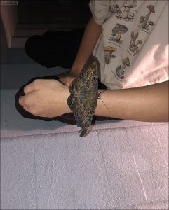 Аскаляфа душистая (Ascalapha odorata). Совиная моль, широко известная как "чёрная ведьма" — это крупная ночная бабочка тёмного цвета, похожая на летучую мышь, которая обычно встречается на юге Соединённых Штатов и в Бразилии. Питается тропическими фруктами.