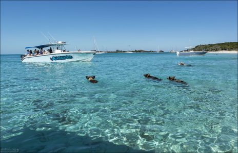 Плавающие свиньи торопятся на встречу с туристами.