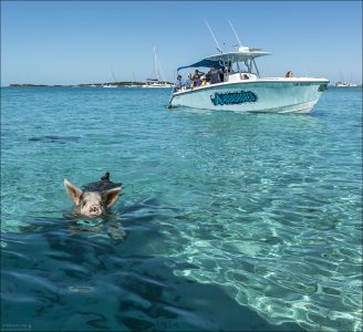 Pig Beach находится в северной части мини-архипелага Эксума (Exuma Cays).