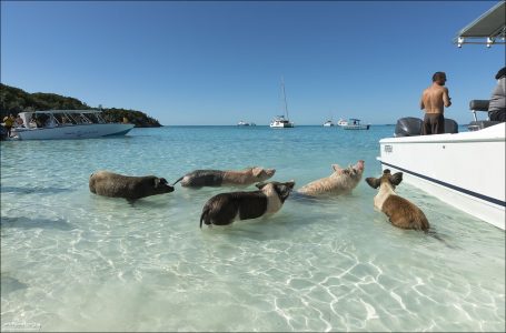 На острове, где живут свиньи, нет людей, нет отелей, нет шумных городов — лишь бирюзовое море и белоснежный песок.